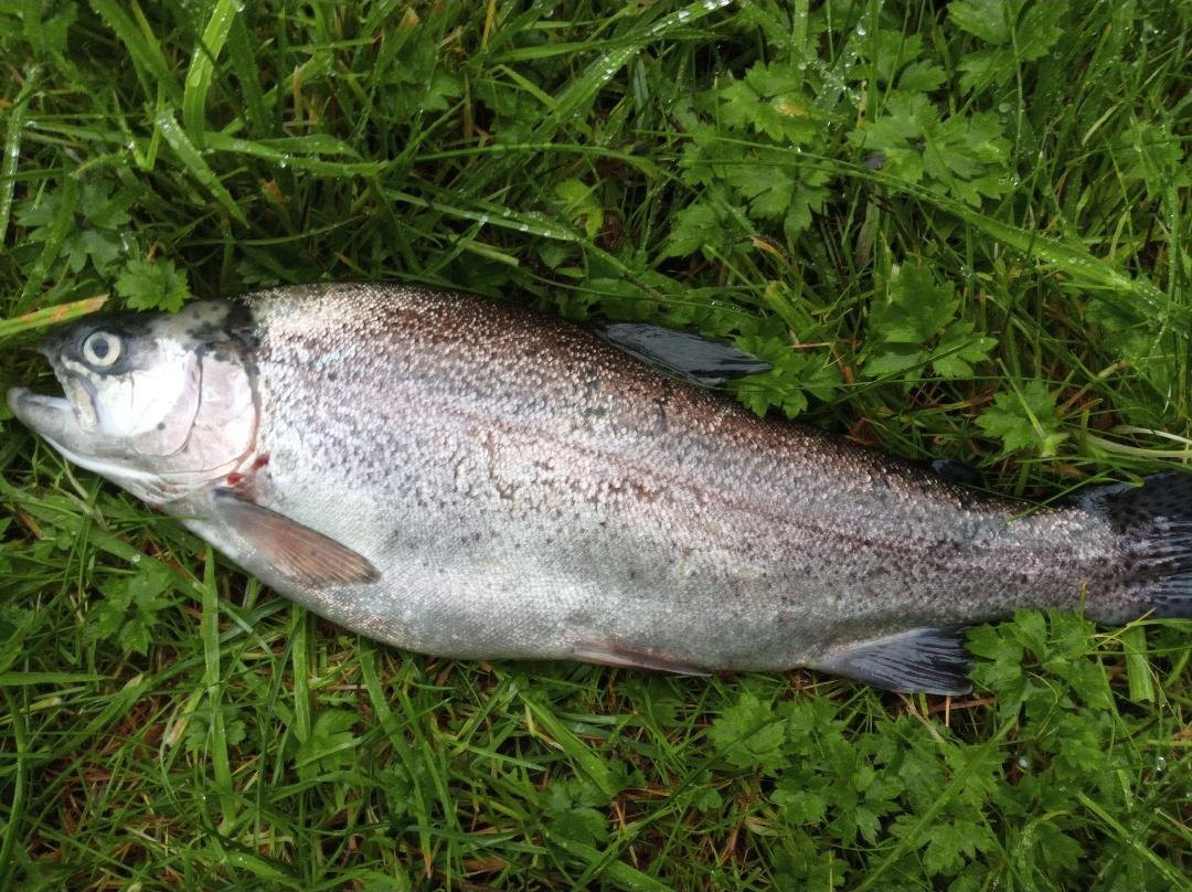 Pinewood Trout Fishery景点图片