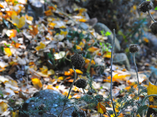 Giardini del Casoncello