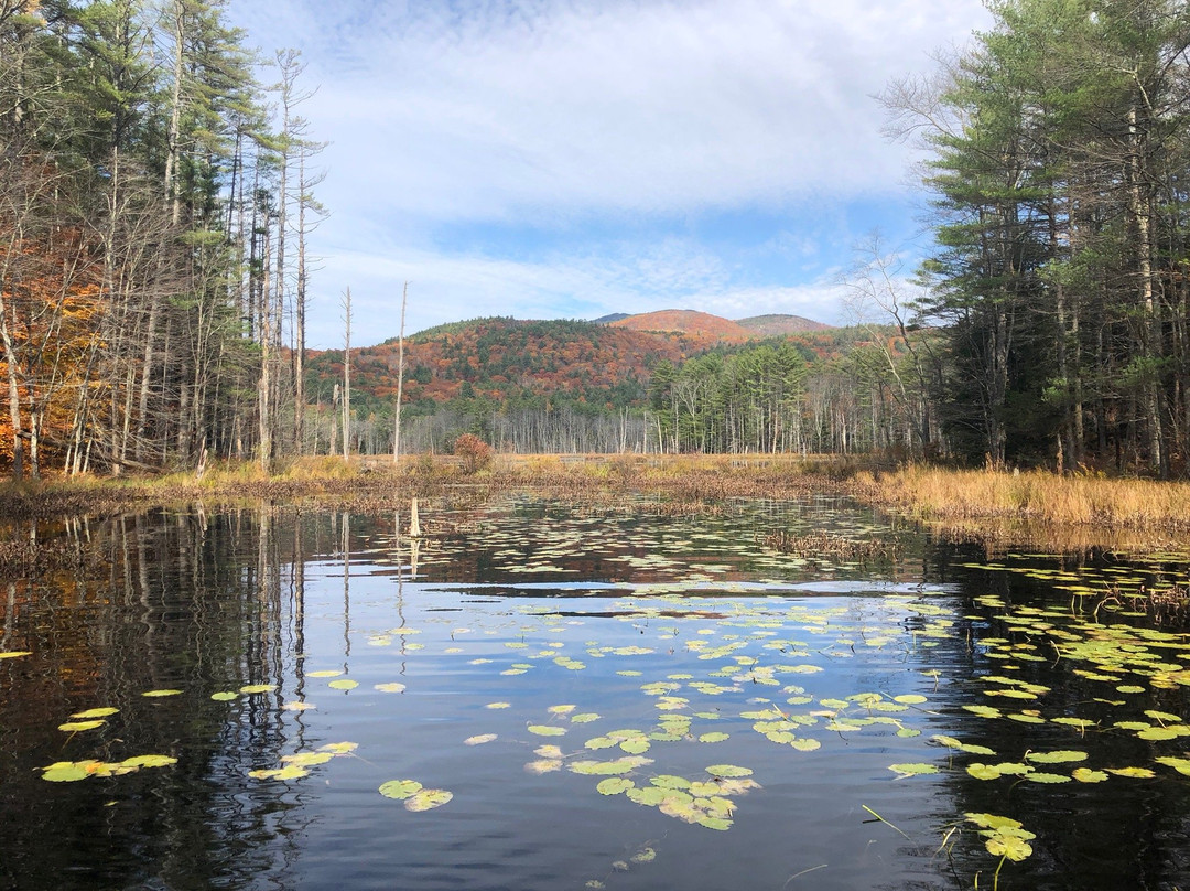 Quincy Bog Natural Area景点图片