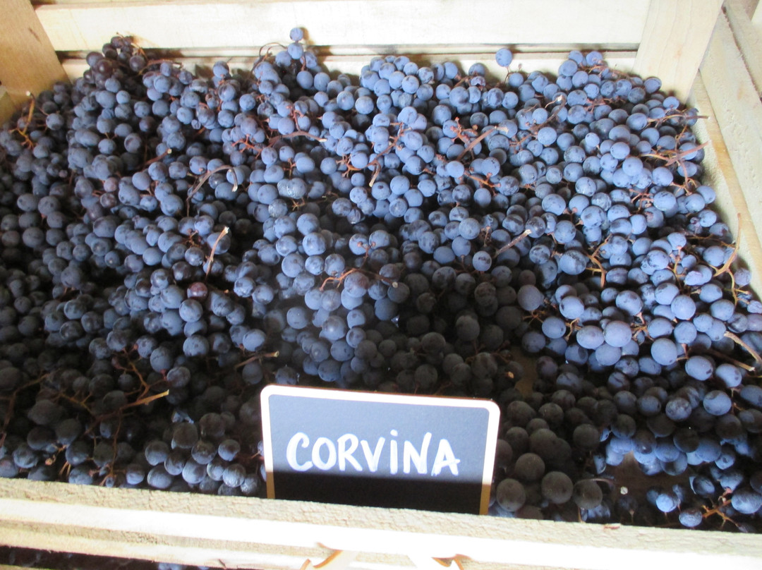 Vini Gamba-Valgatara必去景点