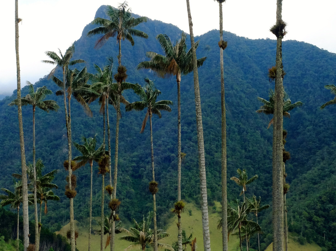 Reserva El Cairo主图