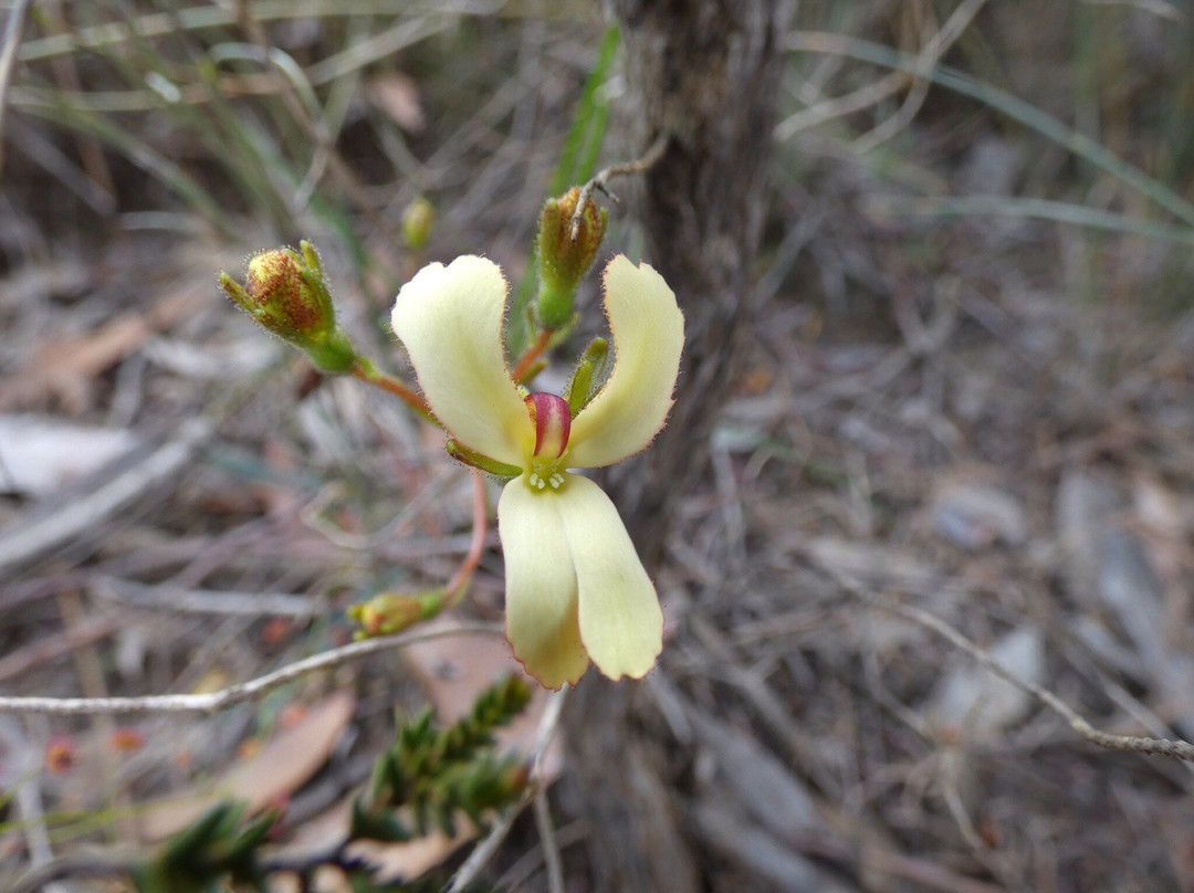 Stirling Range Drive-Stirling Range National Park必去景点