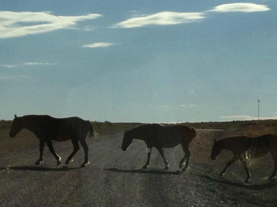 Green River Wild Horse Tours景点图片