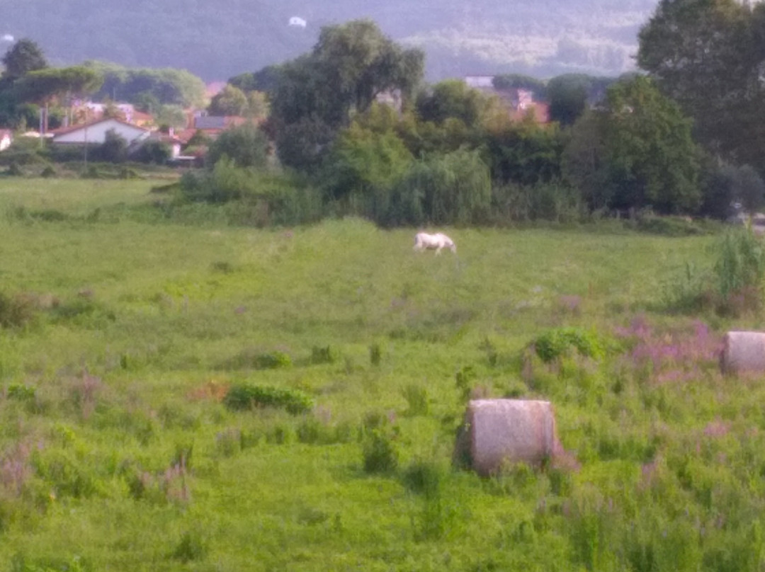 Fattoria Battilana主图