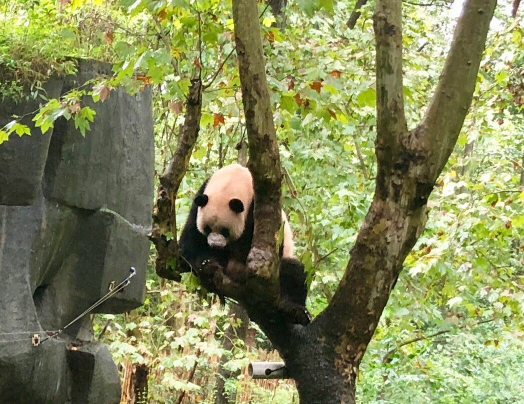 大熊猫谷景点图片