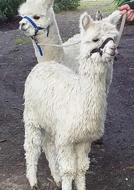 Windy Park Alpacas-Pipers River必去景点