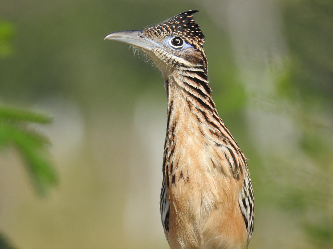 Ichi Wildlife Tours景点图片