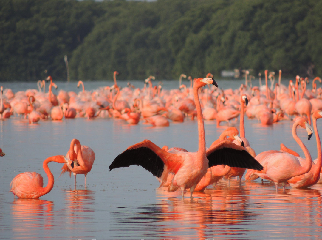 Ichi Wildlife Tours-巴利亚多利德必去景点