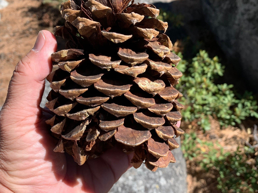 Van Sickle Bi-State Park-南太浩湖必去景点