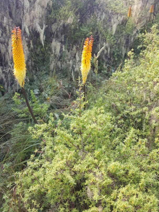 Ethio Simien Eco Tours-Amhara Region必去景点