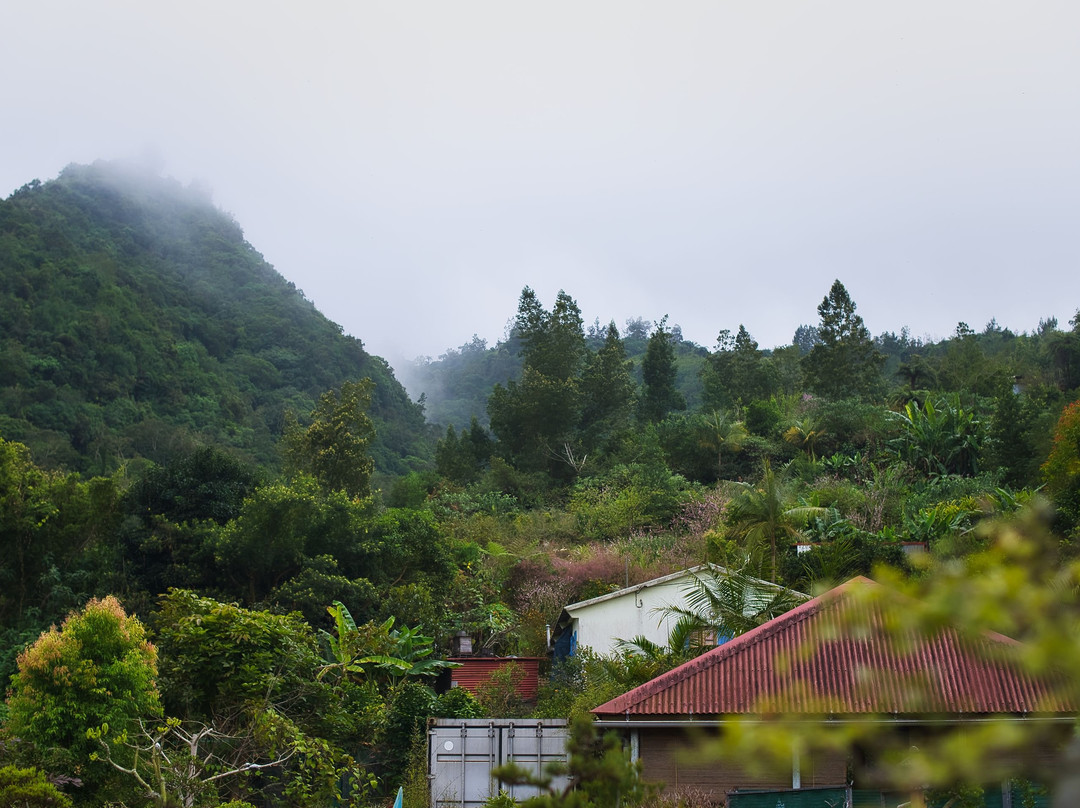 Jardin de Bonsais景点图片