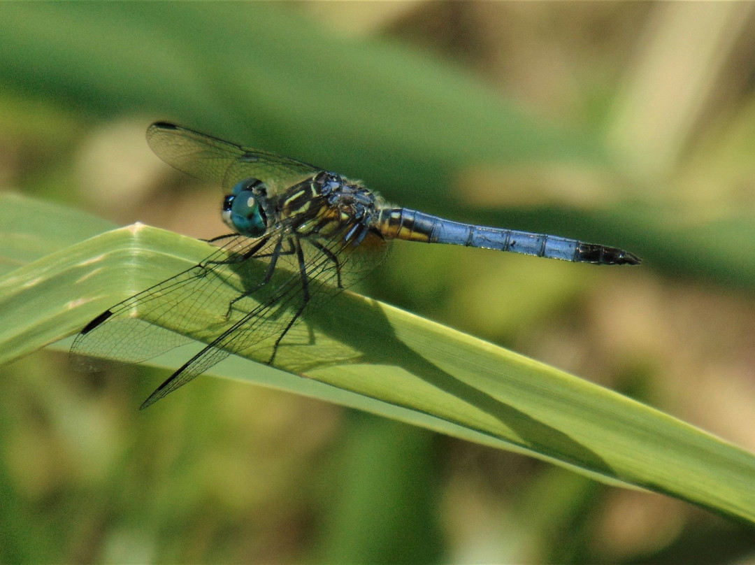 Assawoman Canal-Millville必去景点