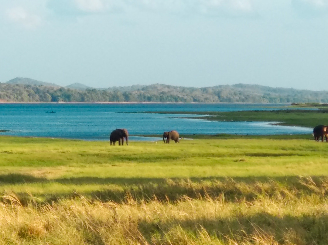 Kaudulla National Park景点图片