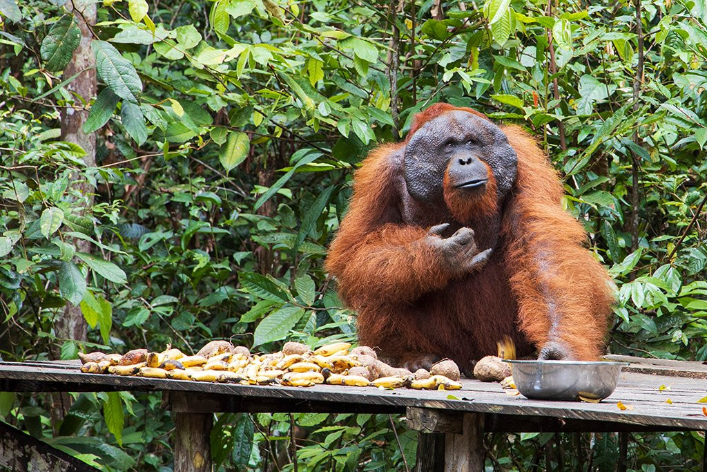 Pondok Tanggui Orangutan Rehabilitation Center景点图片