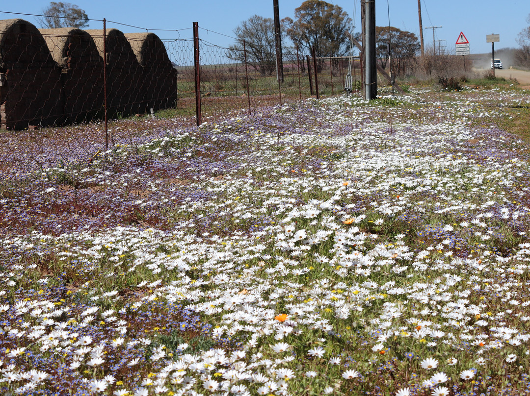Nieuwoudtville Wild Flower Reserve