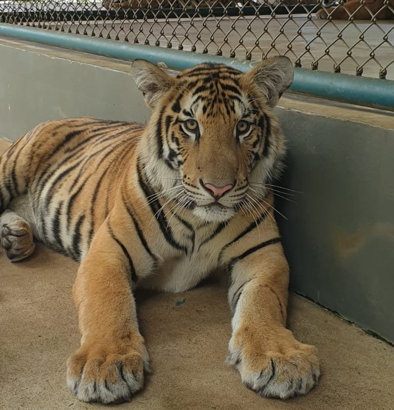Tiger Park Pattaya景点图片