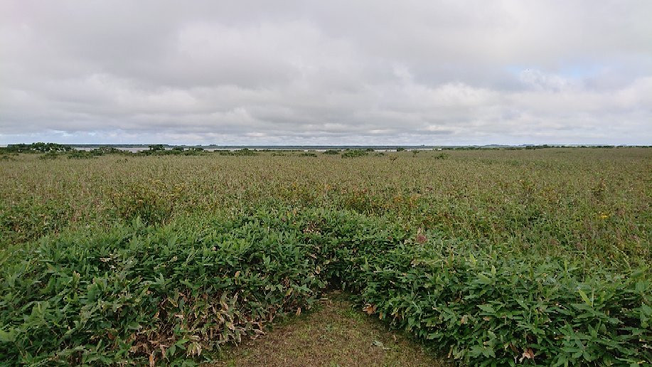 Sarobetsu Primeval Garden-丰富町必去景点