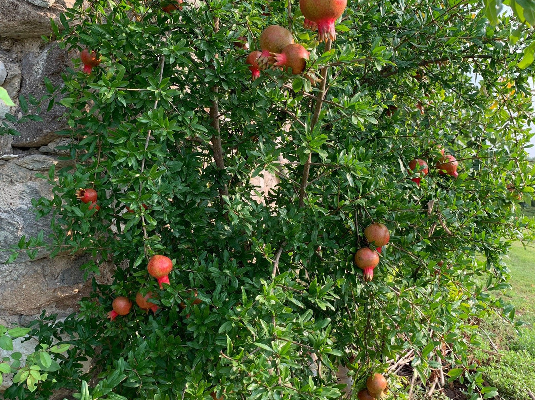 Agriturismo Corte Olfino主图