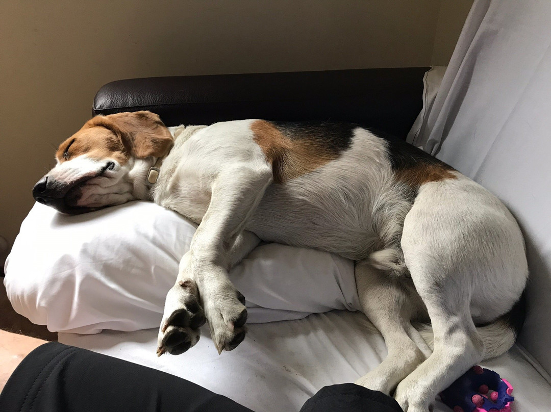 Aparthotel Rialb主图