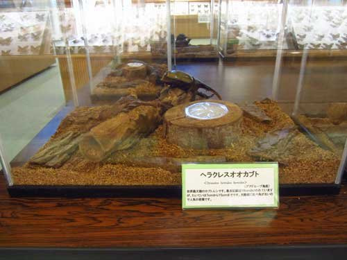 Toma World Insect Museum Papillon Chateau-当麻町 必去景点