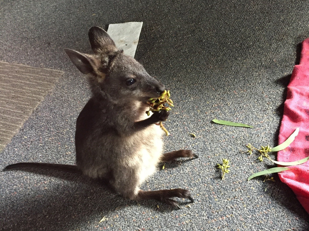 Tinakori Animal Farm Stay-Clunes必去景点