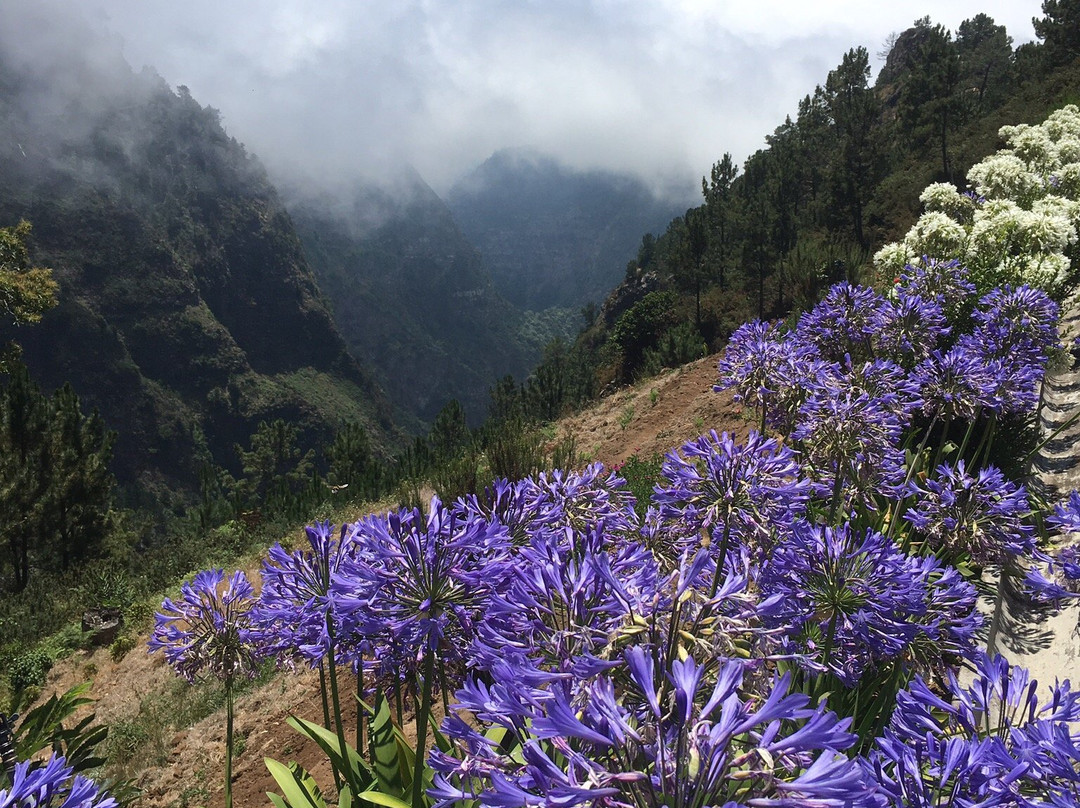 Madeira Island Tours景点图片