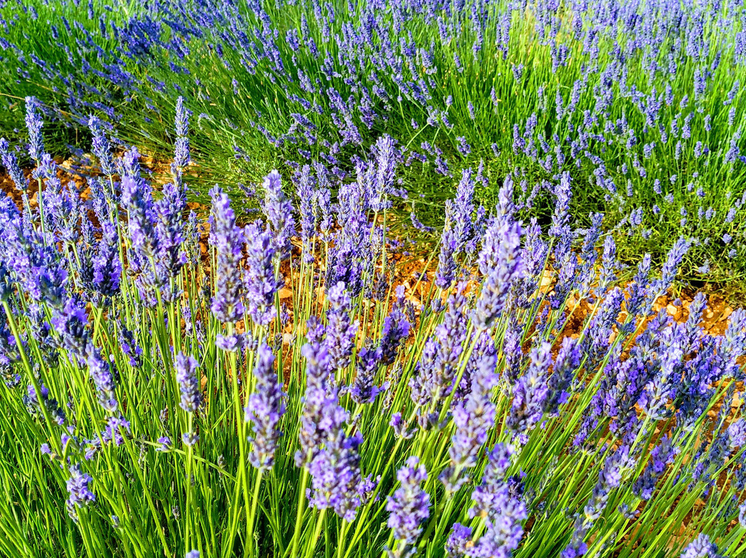 Campos De Lavanda-Brihuega必去景点