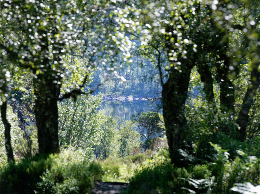 Loch Affric Circular Walk景点图片