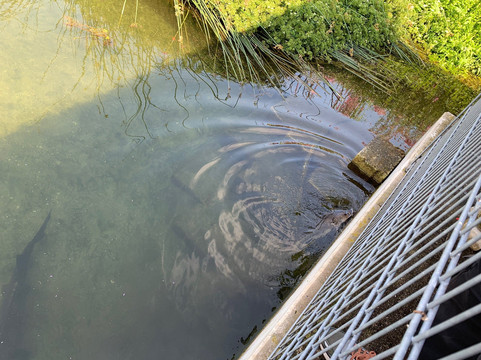 Forellenhof Nadler-Eching必去景点