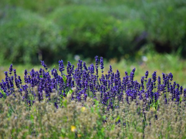 Prince Edward County Lavender景点图片