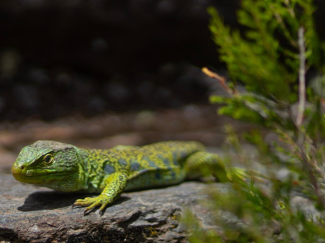 Do Tour Aveiro-阿威罗必去景点