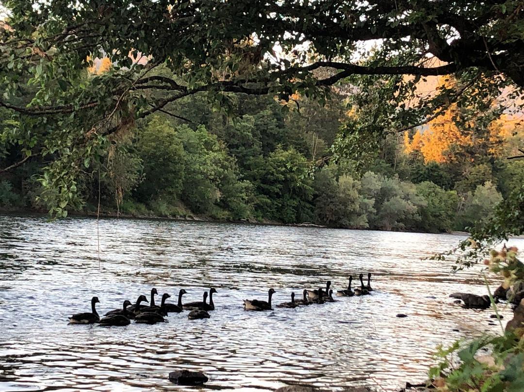 格兰茨帕斯酒店住宿-Motel Del Rogue