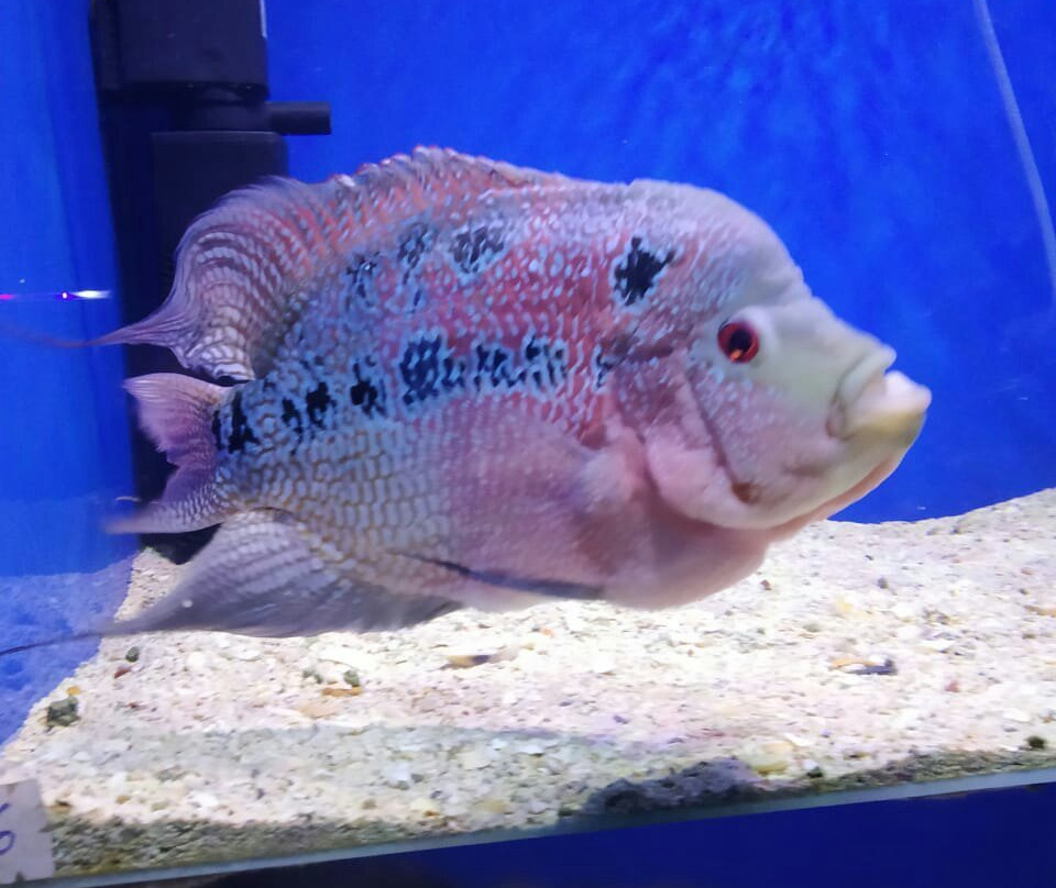 Abyss Fish Aquarium Goa景点图片