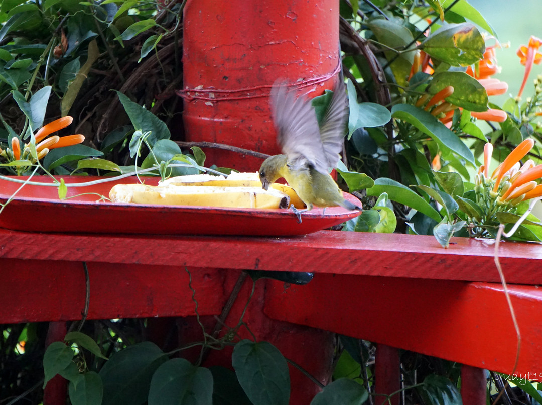 Hacienda Venecia Coffee Farm主图