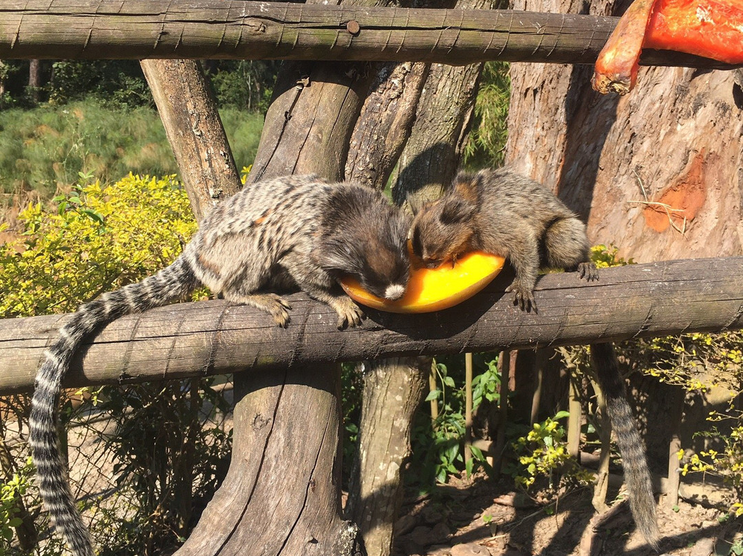 Mini Fazenda Nose-Cotia必去景点