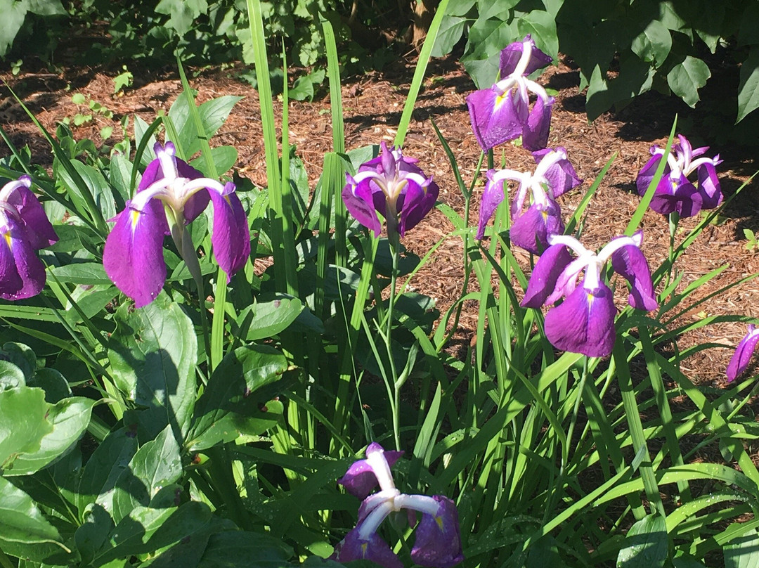 The Hillside Garden Inn Bed & Breakfast主图