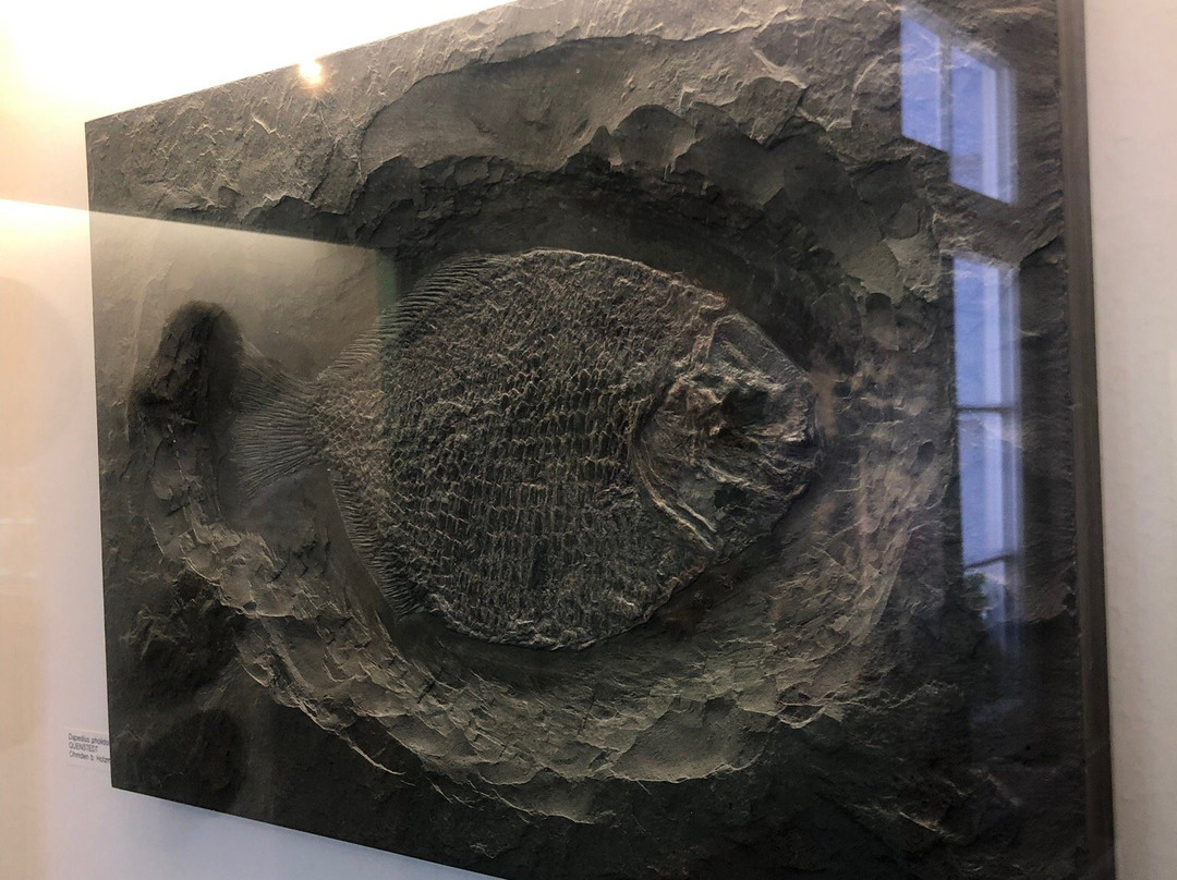 Urweltmuseum Aalen景点图片