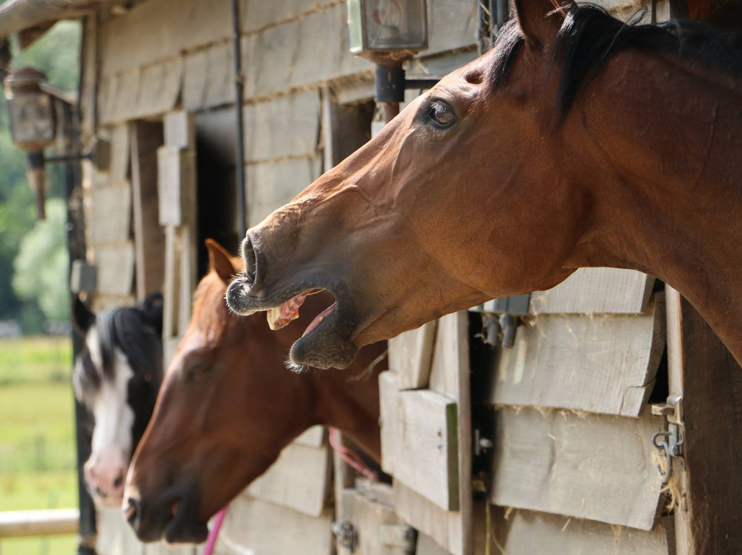 Walcot Stables-Lydbury North必去景点