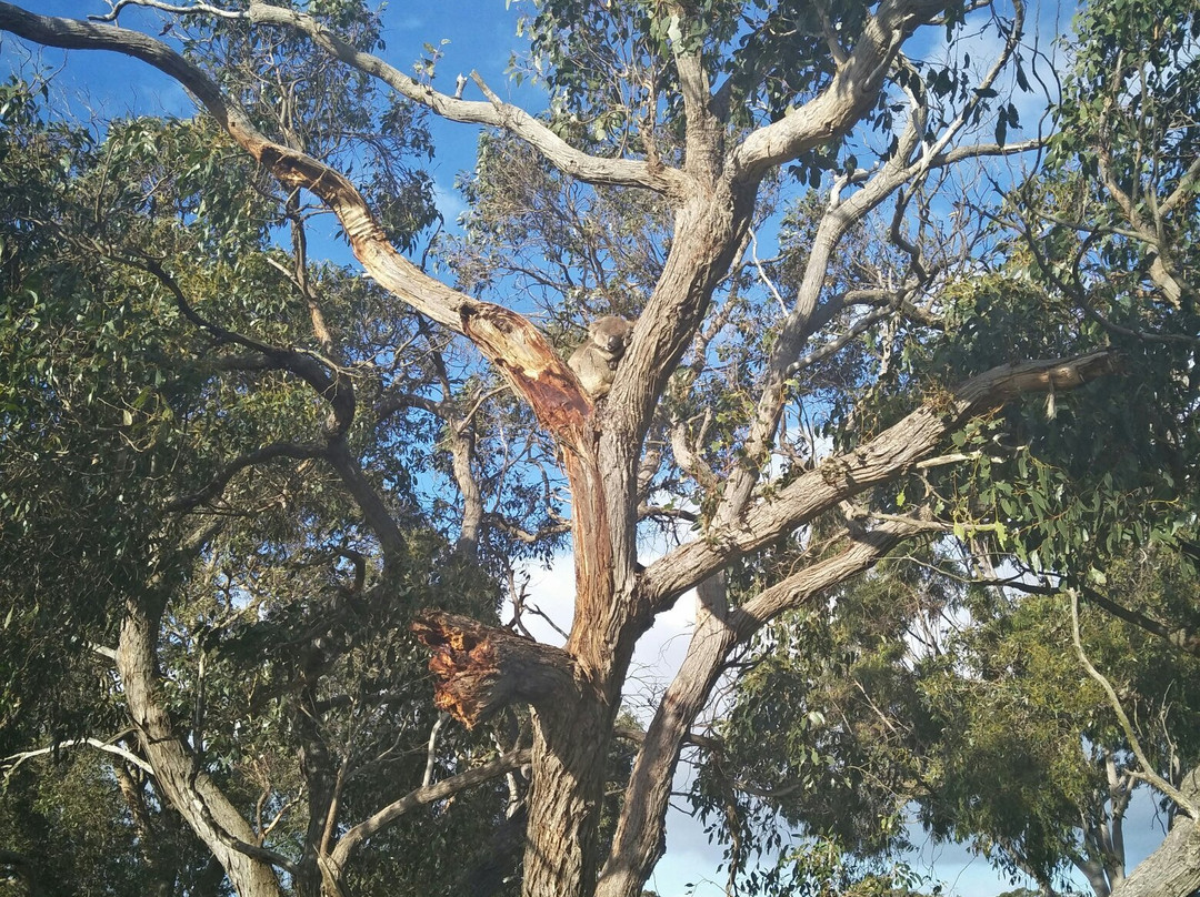 Kangaroo Island Estate Wines景点图片