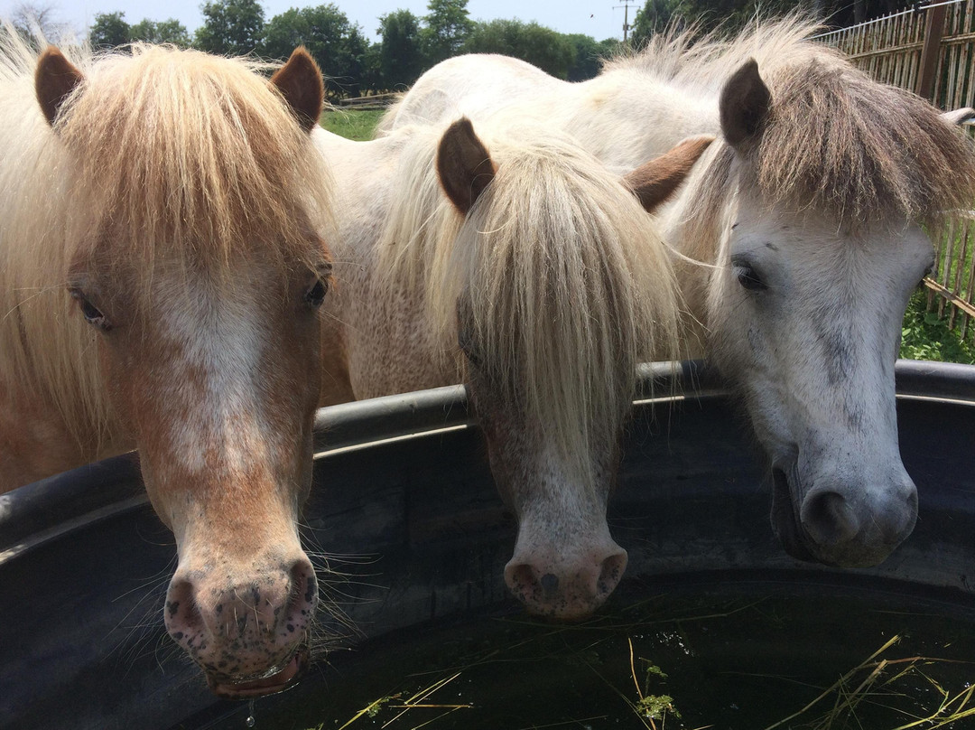 Montluel旅游攻略图片