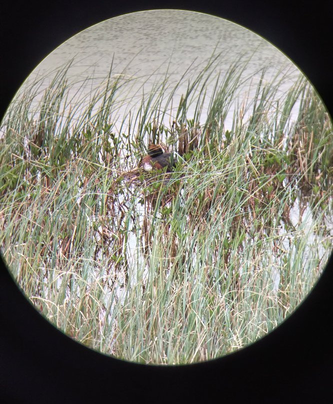 Sigurgeirs Bird Museum-雷克雅里德必去景点