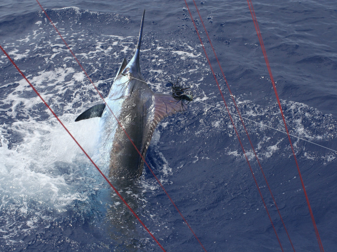 OVERPROOF Charter Fishing-Somerset Village必去景点