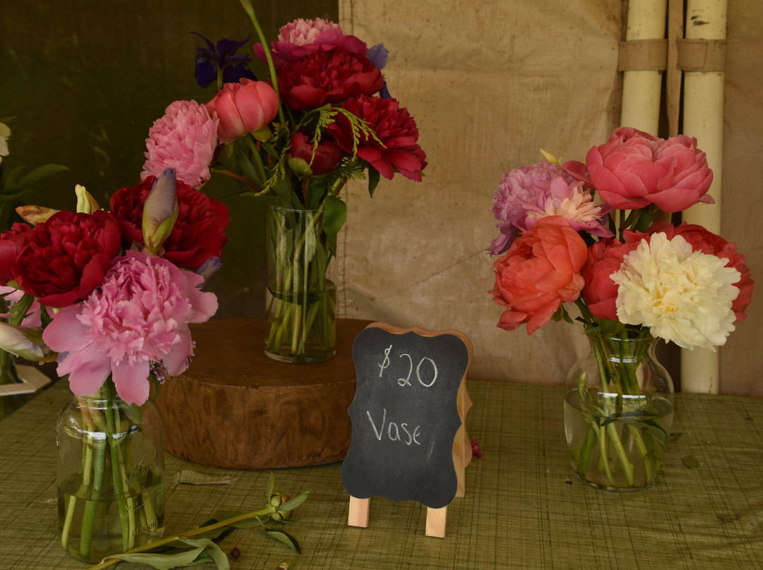 Brooks Gardens Peonies-Brooks必去景点