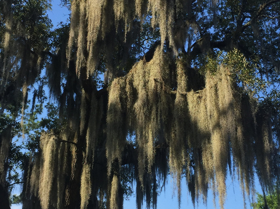 University of Florida-盖恩斯维尔必去景点