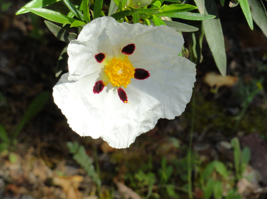 Tarentola Eco-Experiencias-Hontanar必去景点