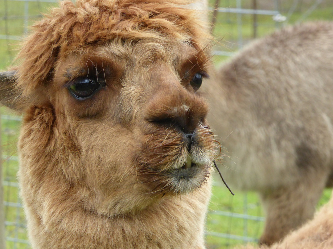 Aragon Alpacas-尤金必去景点