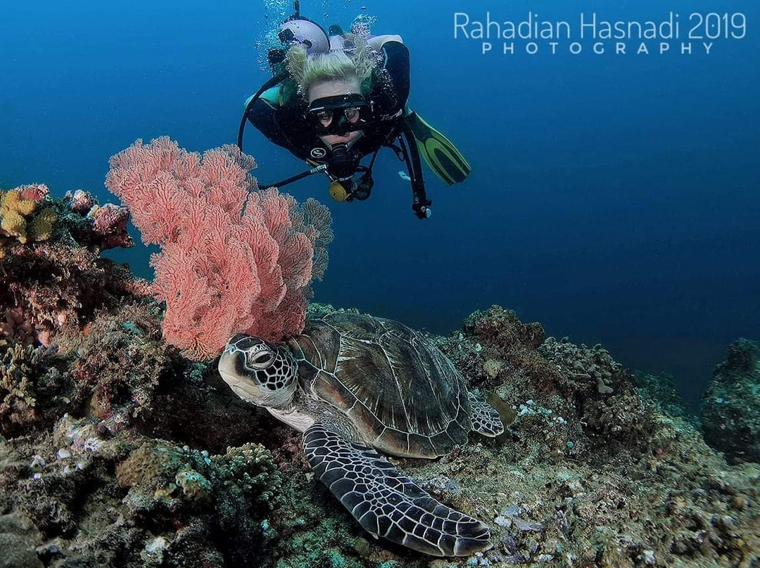 Dolphin Dive School-Senggigi必去景点