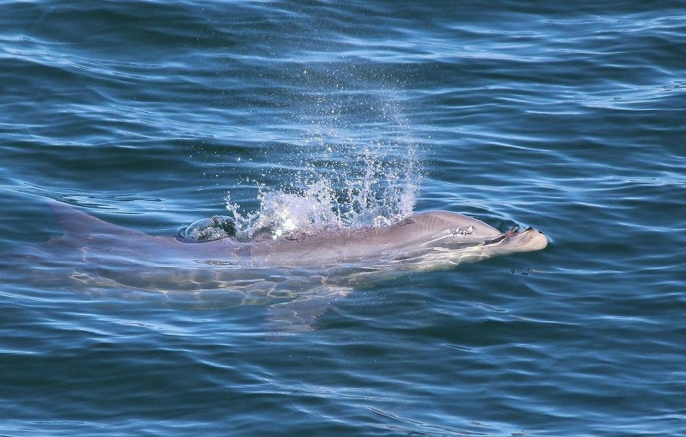 Safari Dolphin Tours-纳格斯海德必去景点