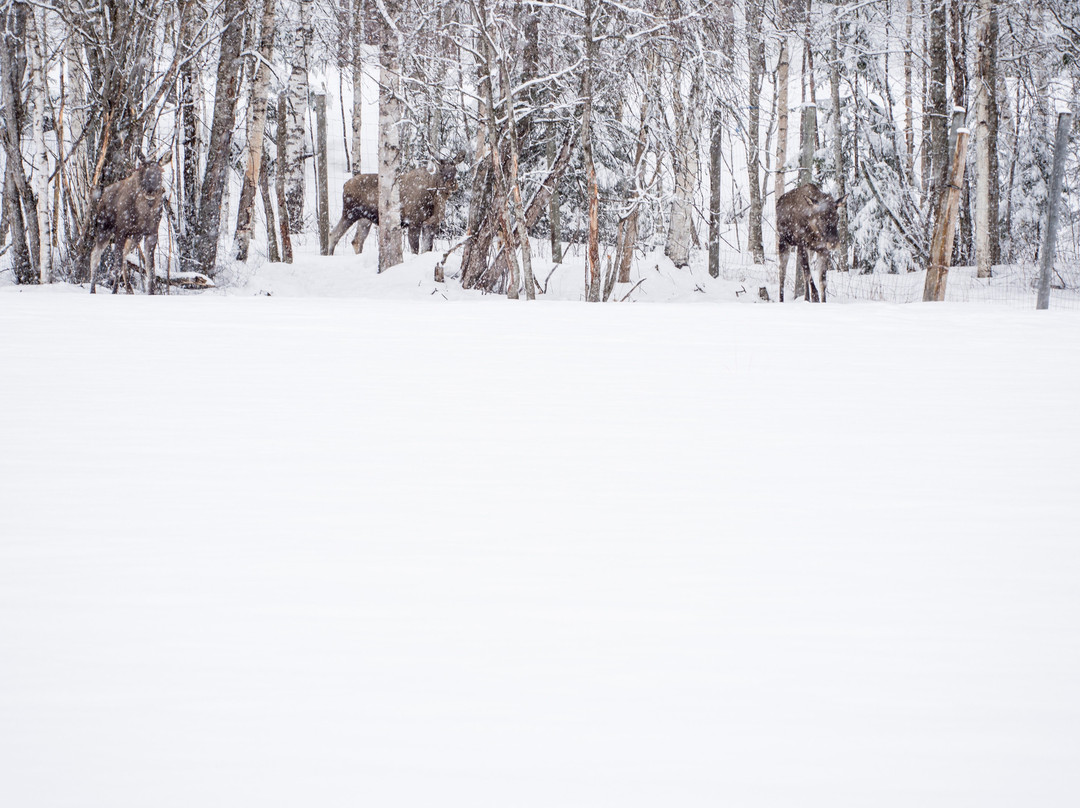 Norwegian Moose Center景点图片