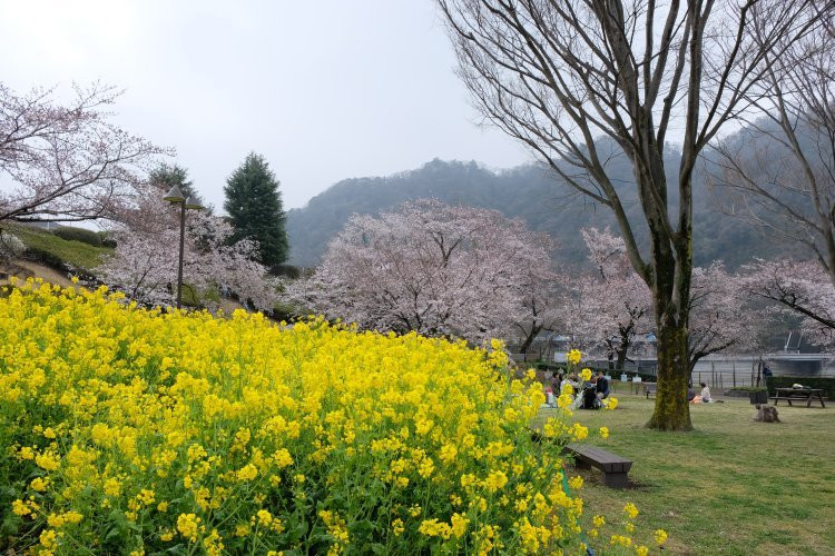 Kanagawa Prefectural Lake Tsukui Shiroyama Park, Water Garden, Flower Garden景点图片